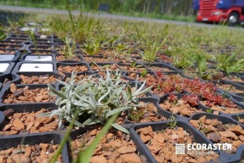 Plant growing out of an Ecoraster permeable paving grid.