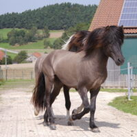 Horse walking on a dry, reinforced paddock surface beside a barn, showing stable footing with mud-control grids