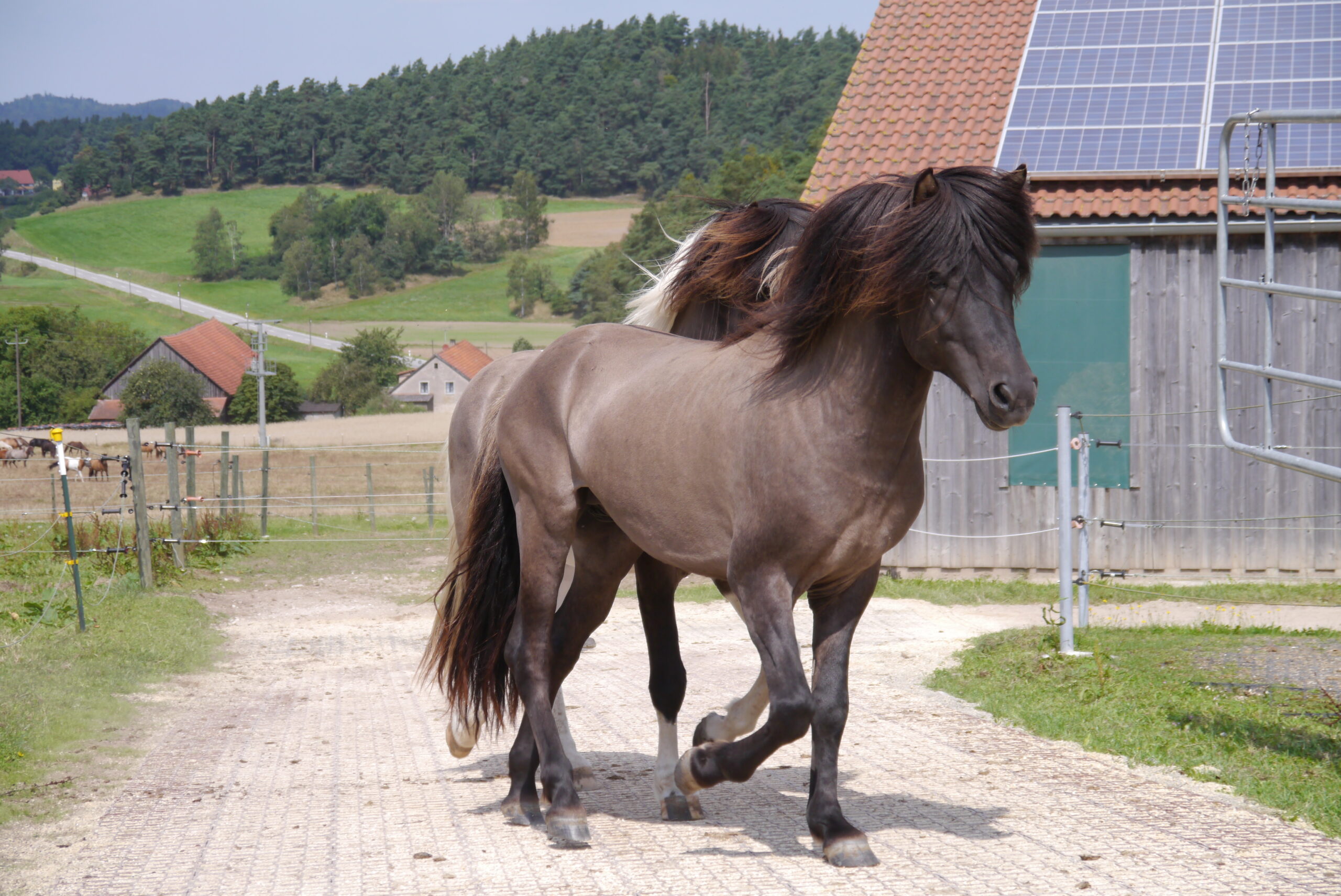 Horse walking on a dry, reinforced paddock surface beside a barn, showing stable footing with mud-control grids