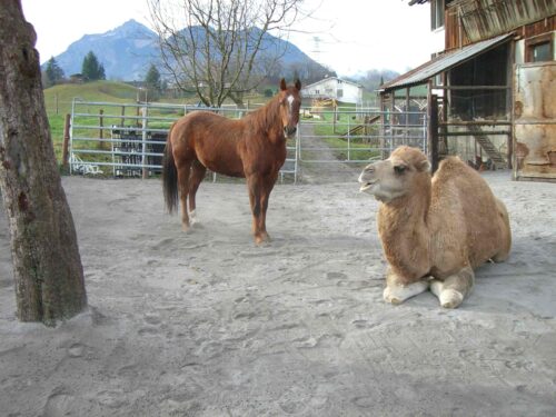 Horse and camel on a firm, dry paddock surface