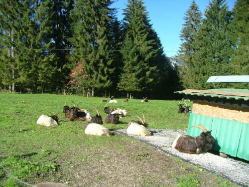 Sheep/goats lying on a wet or muddy pasture with trees in the background